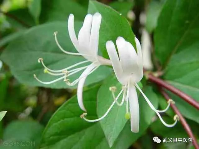 Weekly Herbal Insights: Understanding Honeysuckle in TCM