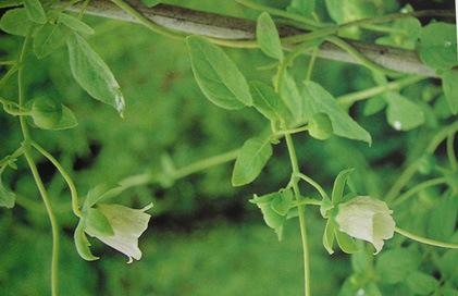 Strengthening the Spleen and Lung, Nourishing Blood and Generating Fluids