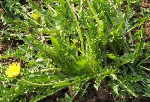 9 Types of Heat-Clearing and Detoxifying Chinese Herbs