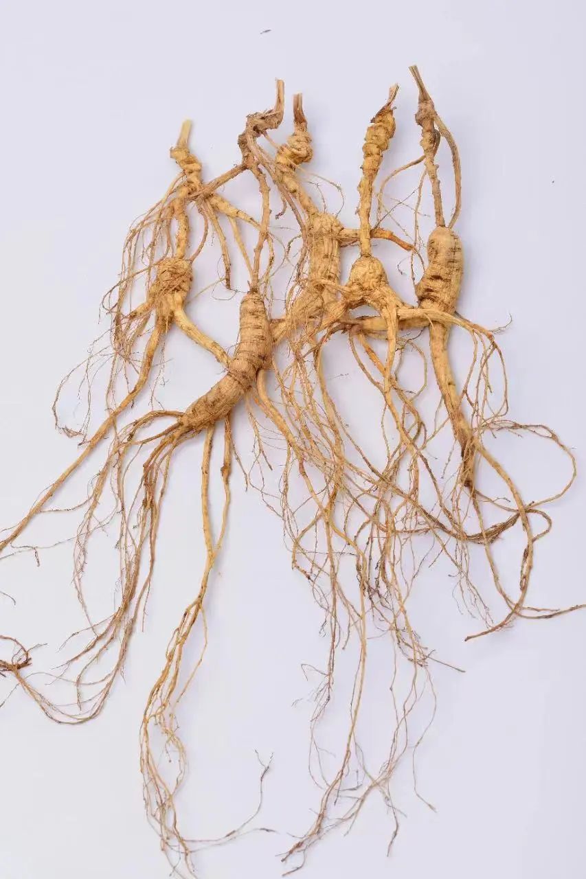 Common Herbs for Tonifying Qi, Nourishing Blood, Moistening Yin, and Reinforcing Yang