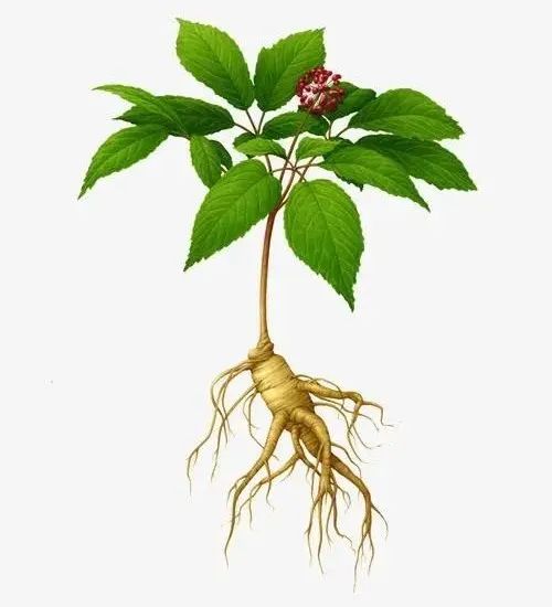 The Benefits and Uses of Ginseng in Traditional Chinese Medicine