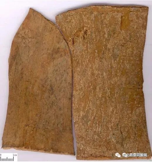 Knowledge of Chinese Medicinal Materials: Cinnamon