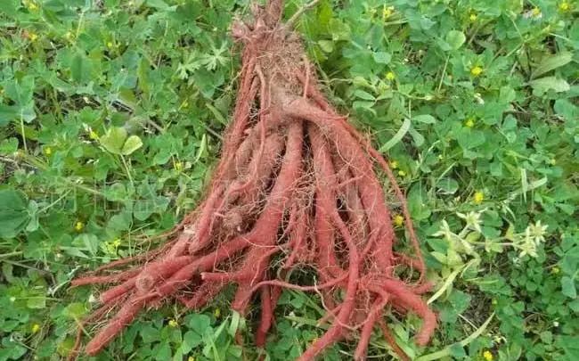 Dan Shen: A Vital Herb for Activating Blood and Resolving Stasis