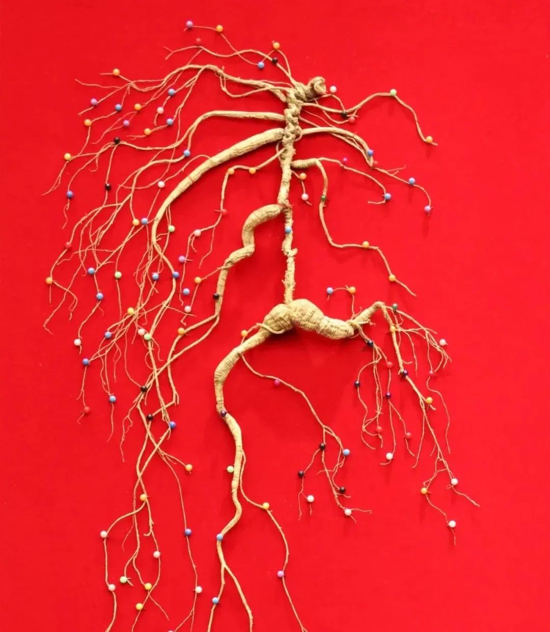 A Brief Discussion on Ginseng in Traditional Chinese Medicine