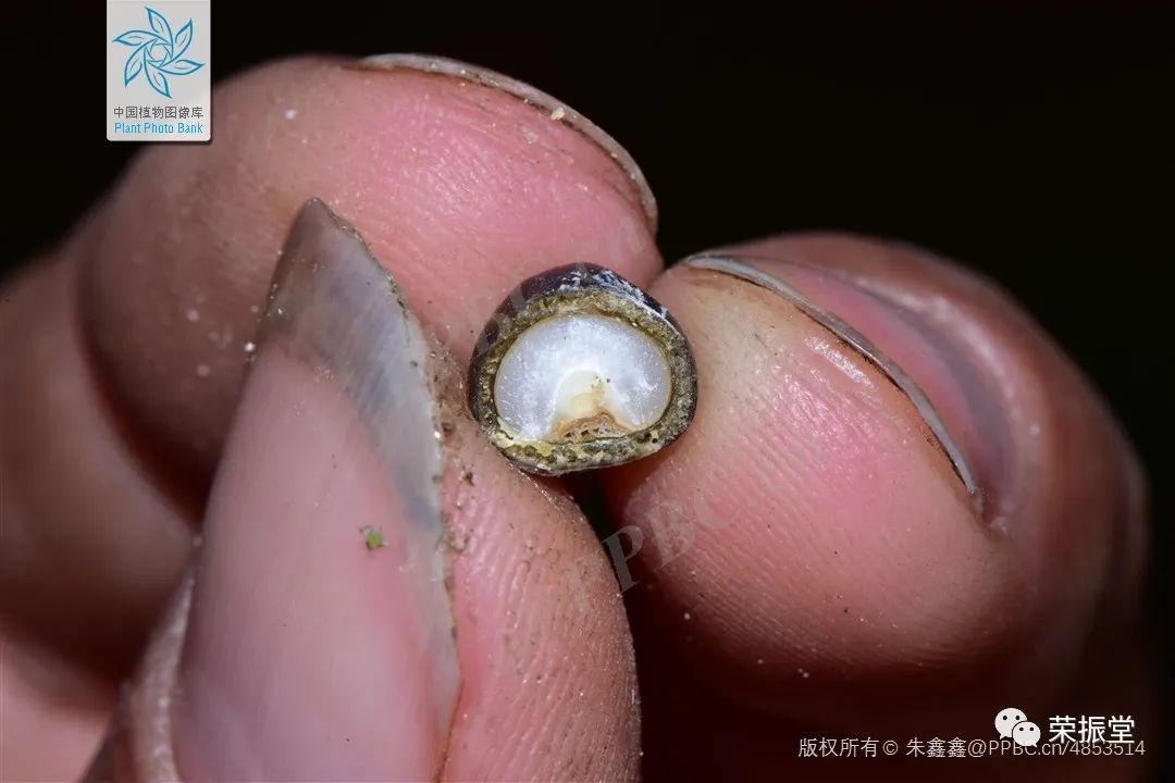 A Detailed Discussion on Coix Seed (Yi Yi Ren)