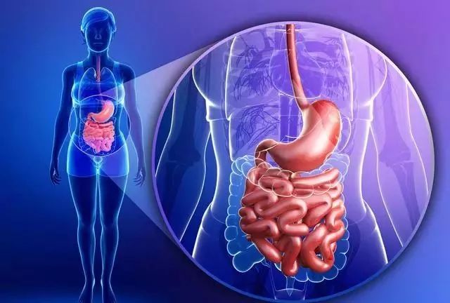 What Traditional Chinese Medicines Are Effective for Spleen and Stomach Deficiency, Damp-Heat, and Weakness?