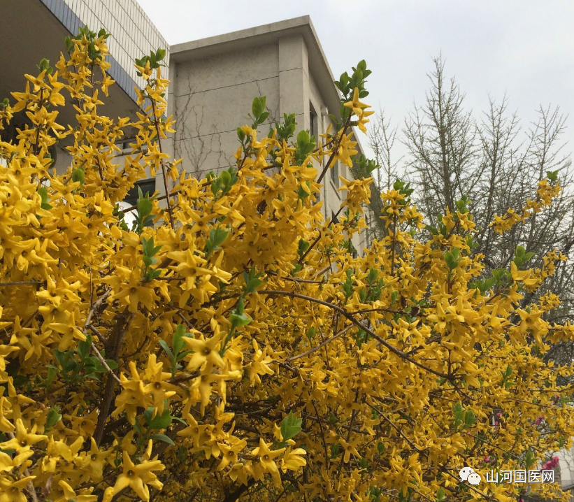Traditional Chinese Medicine: Forsythia (Lián Qiáo)
