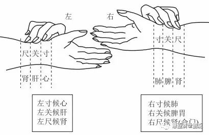 Pulse Diagnosis in Traditional Chinese Medicine