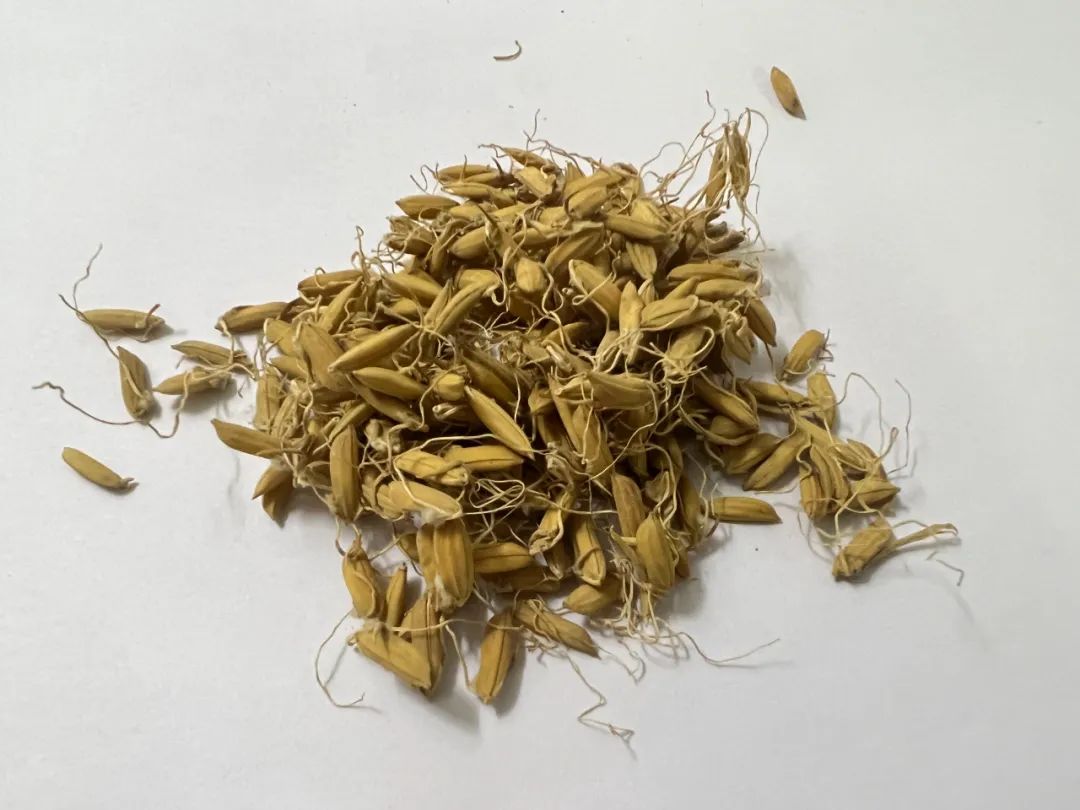 Master Lu Zhizheng: Treating Colds with a Comprehensive Approach