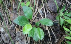 A Comprehensive Study on Atractylodes: Historical and Botanical Insights