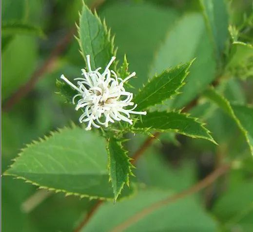 Cāngzhú: Drying Dampness and Strengthening the Spleen, Dispelling Wind and Cold to Brighten the Eyes!