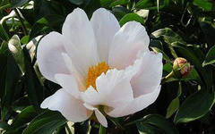 Bai Shao (White Peony) in Traditional Chinese Medicine