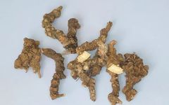 The Efficacy and Functions of Cang Zhu: Drying Dampness, Strengthening the Spleen, Dispelling Wind and Cold, and Improving Vision