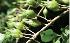 Weekly Learning of a Chinese Herbal Medicine: Lian Qiao (Forsythia Suspensa)