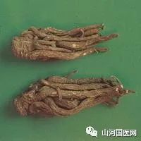 Bencao Gangmu: Angelica Sinensis (Dang Gui)