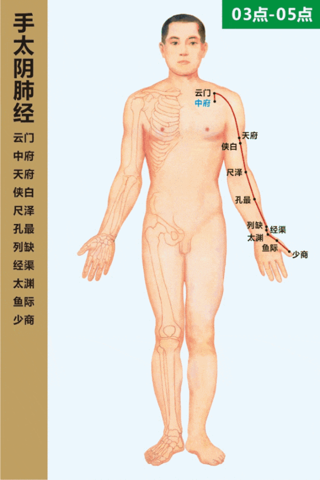 Dynamic Circulation Chart of the Twelve Meridians: Invaluable Insights!