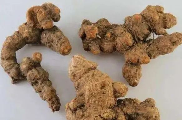 The Medicinal Properties of Cang Zhu (Atractylodes)