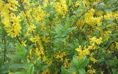 The Miraculous Herb: Lian Qiao (Forsythia)