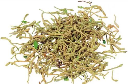 The Efficacy and Contraindications of Honeysuckle