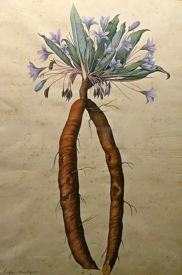 The Roots of Human-Like Plants: Not Just Ginseng, but Also the Old Poisonous Ones