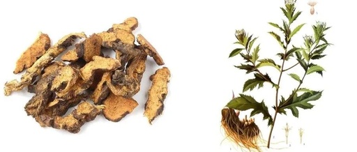 Cang Zhu: "To Achieve Longevity, Regularly Consume Mountain Essence"