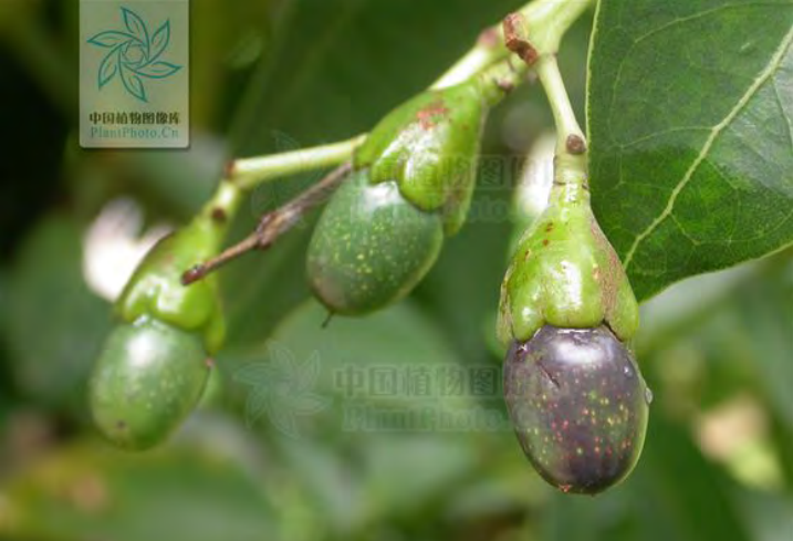 Traditional Chinese Medicine Herb: Cinnamon