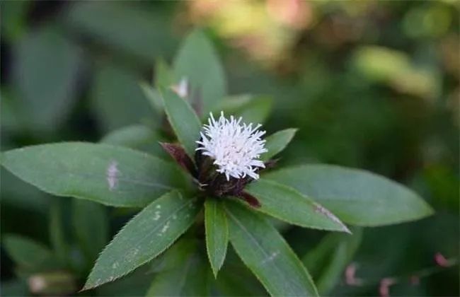 Transforming Dampness: The Role of Cang Zhu (Atractylodes lancea) in Traditional Chinese Medicine