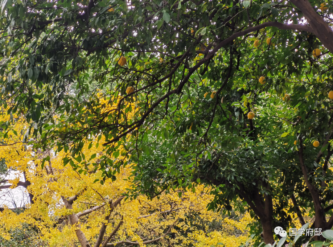 Classic Quotes from the Huangdi Neijing: Wisdom for Health Preservation