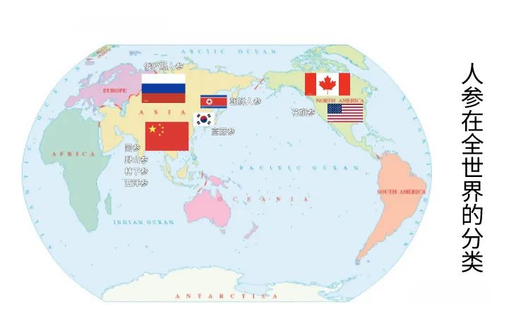 Ginseng | A Comprehensive Guide to Classification