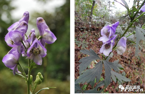 Traditional Chinese Medicine Herb - Fuzi (Aconiti Lateralis Radix Praeparata)