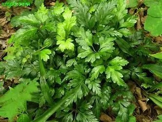 Coptis Chinensis (Traditional Chinese Medicine Encyclopedia, Chinese Materia Medica)