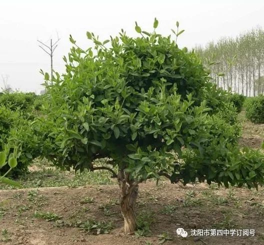 Honeysuckle: A Comprehensive Overview