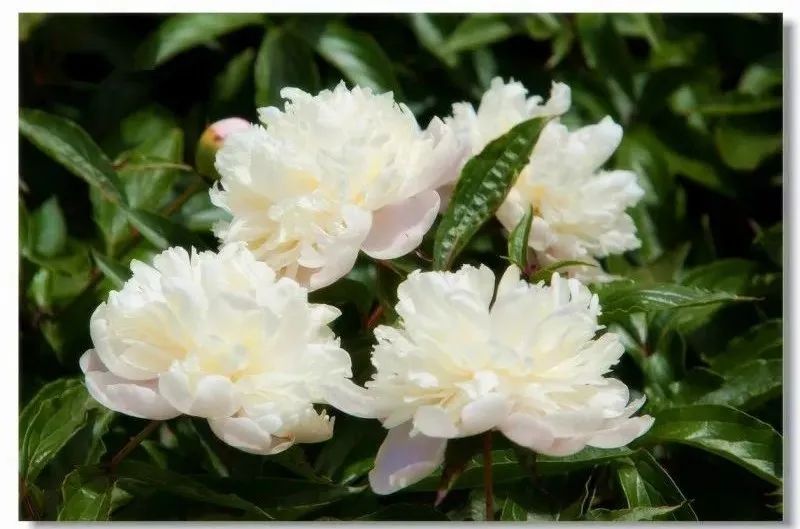 Daily Learning of a Chinese Herb