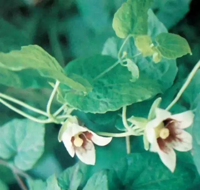 Exploring Dang Shen (Codonopsis pilosula): Properties, Uses, and Cultural Significance