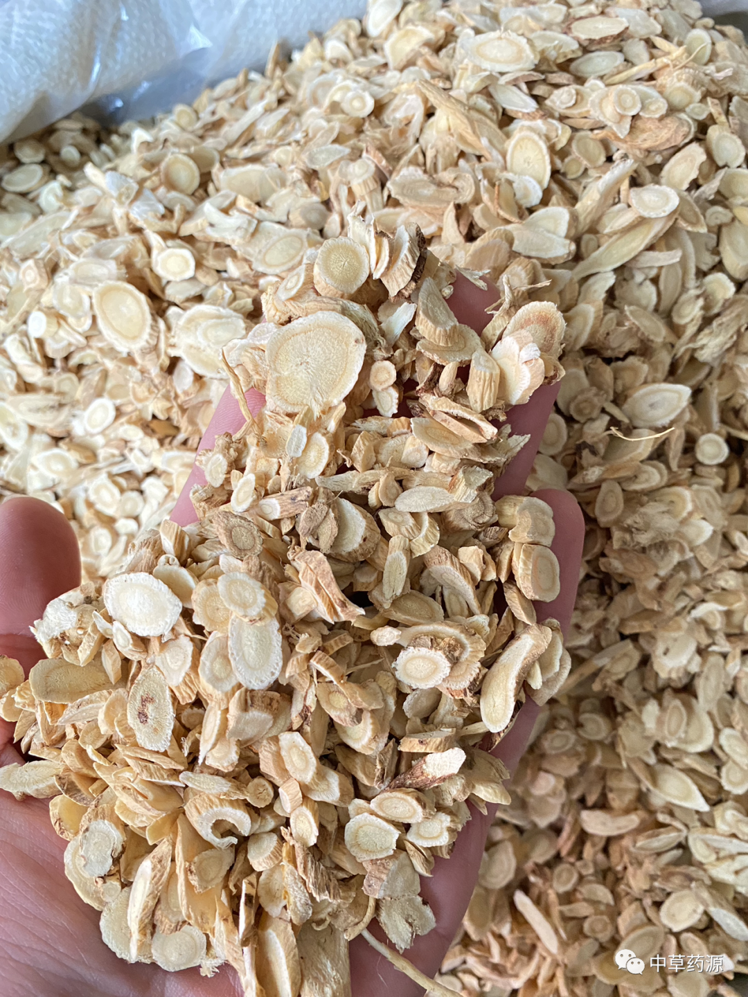 Appreciation of Traditional Chinese Medicine: Huangqi (Astragalus Root)