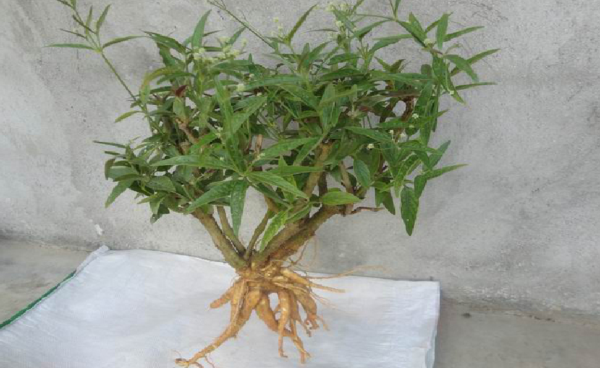 Understanding a Chinese Herbal Medicine Each Day: Ginseng