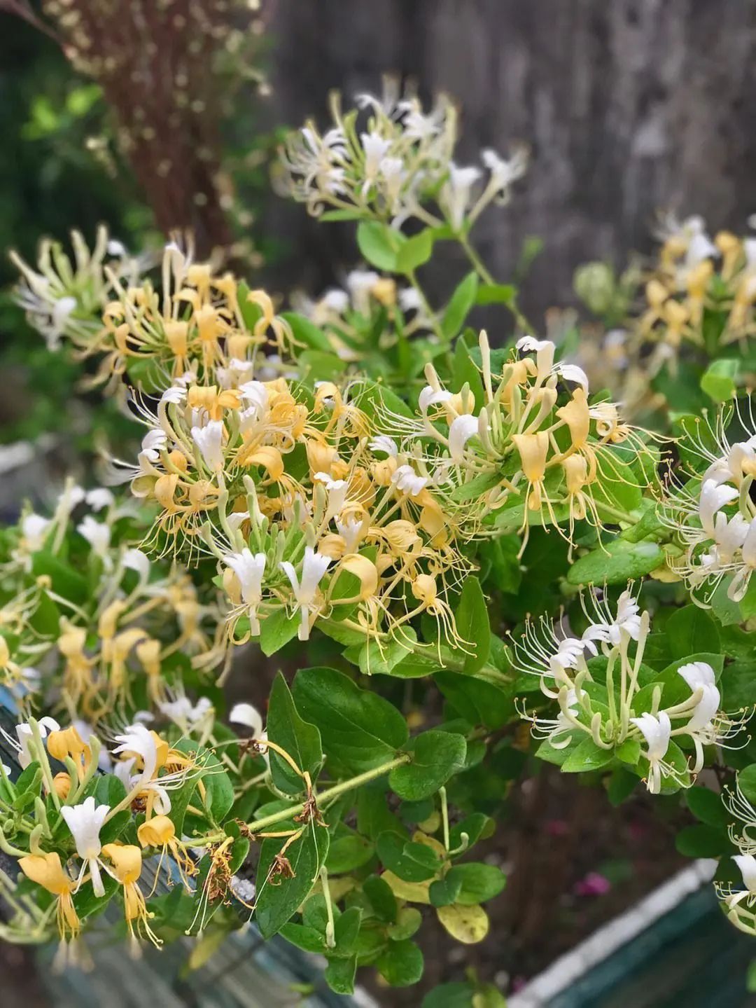 Medicinal Value and Health Benefits of Honeysuckle (Jin Yin Hua)