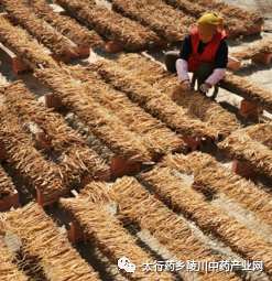 Understanding Codonopsis: The Lesser-Known Ginseng