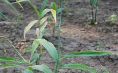 Weekly Herb | Do You Really Understand Dried Ginger? Learn with Jinan Ethnic Hospital