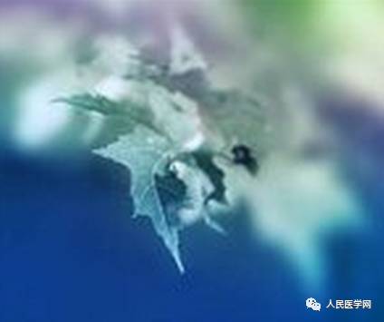 Foundations of Traditional Chinese Medicine: Classification of Constitutions and Application of Constitutional Theory