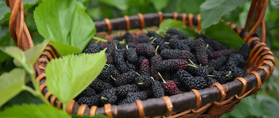 How to Nourish Yin Deficiency Constitution for a Healthy Winter?