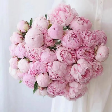 Understanding Chinese Herbal Medicine: Bai Shao (White Peony)