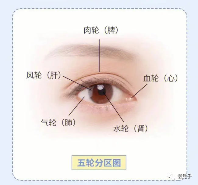 Understanding the Vitality of the Five Organs through Eye Diagnosis