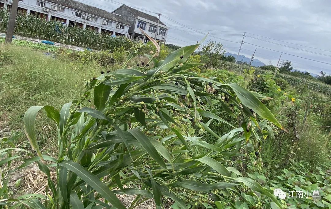 Analysis of Coix Seed (Yi Yi Ren) and Its Root in Traditional Chinese Medicine