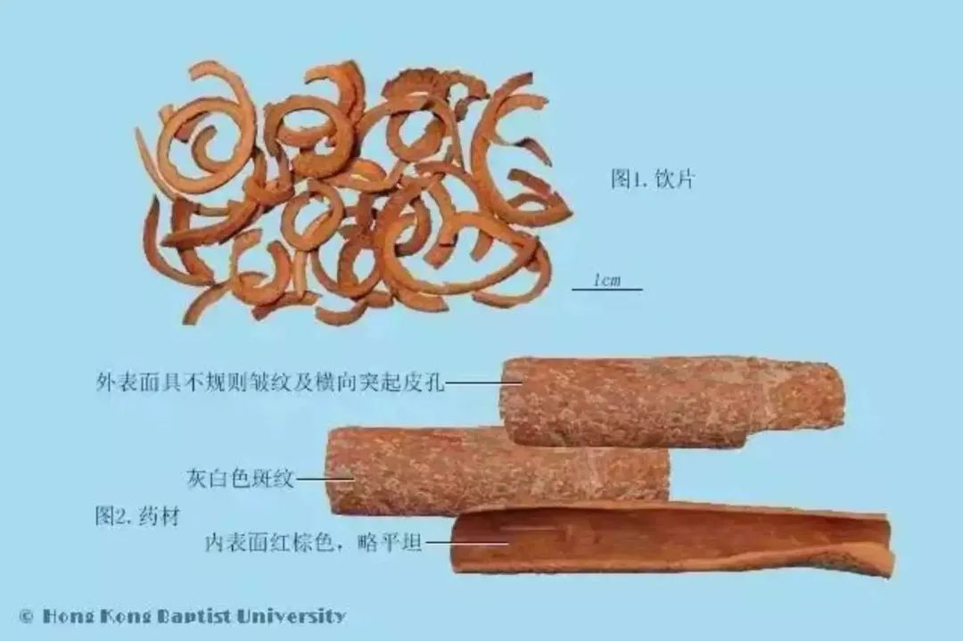 The Efficacy and Functions of Cinnamon in Traditional Chinese Medicine