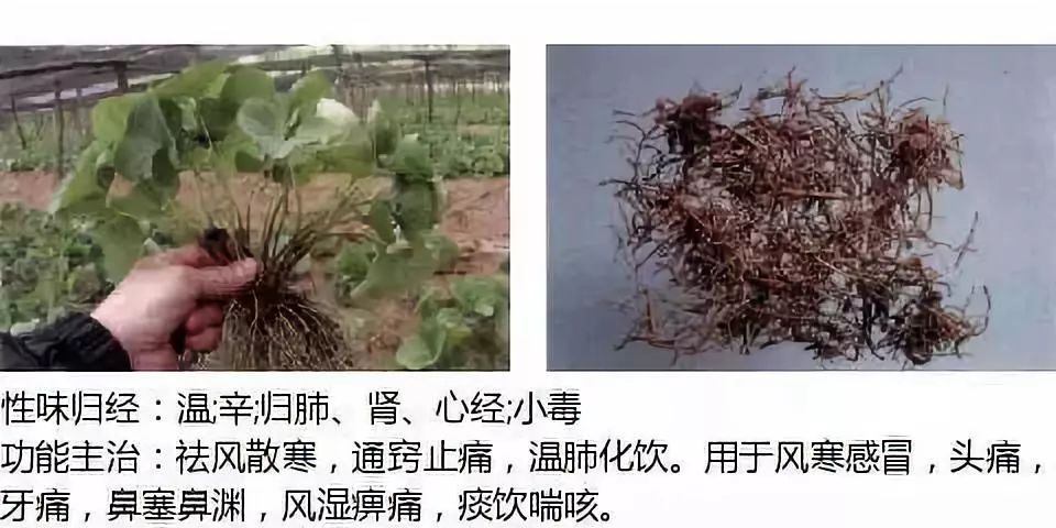 Illustrated Guide to Over 500 Chinese Medicinal Herbs (Including Therapeutic Effects)