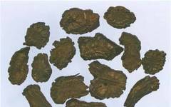 Learn About Dan Shen (Salvia miltiorrhiza) - A Key Chinese Herb