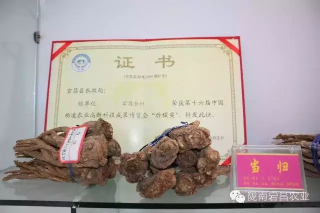 Angelica Sinensis: The Best from Dangzhou
