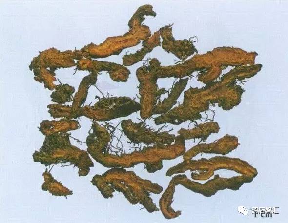 The Uses, Efficacy, Contraindications, and Applicable Populations of Huang Lian (Coptis chinensis)