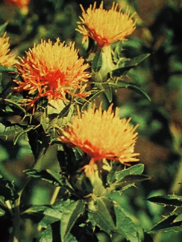 Traditional Chinese Medicine Insights: Blood Activating and Pain Relieving Properties of Safflower